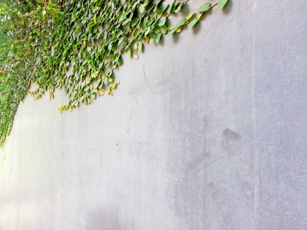 istock Grey wall background. with some green plants 1823972655
