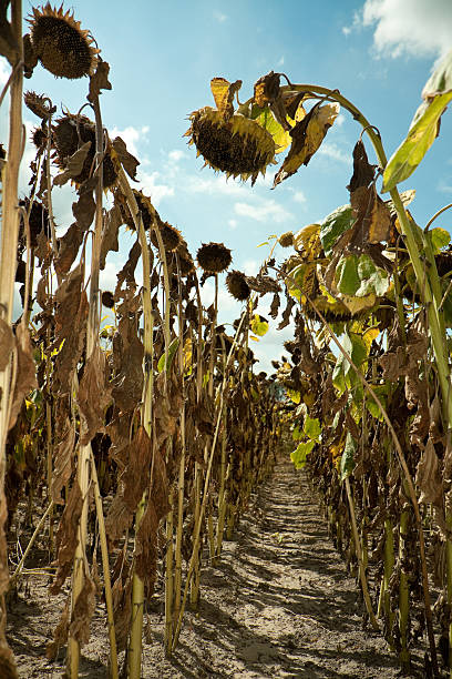 istock Field of dried Sunflowers. 182397766