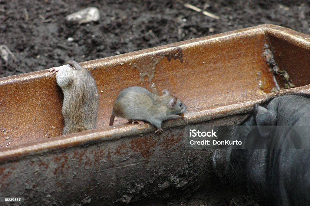 Rats in a trough on the ground looking for food Rats Eating Stock Photo