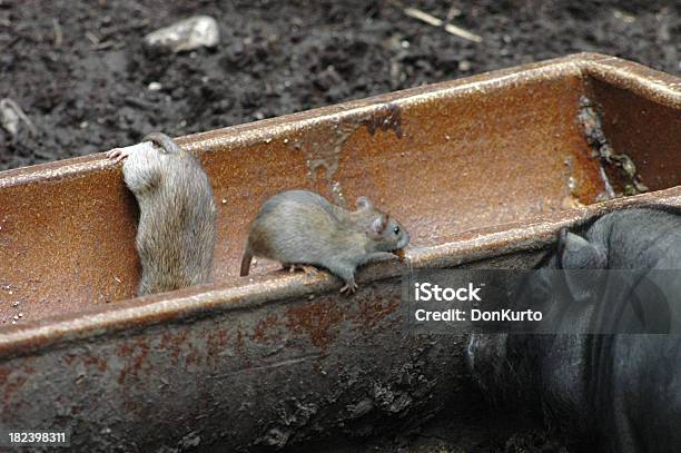 Rats In A Trough On The Ground Looking For Food Stock Photo - Download Image Now - Eating, Rat, Domestic Pig