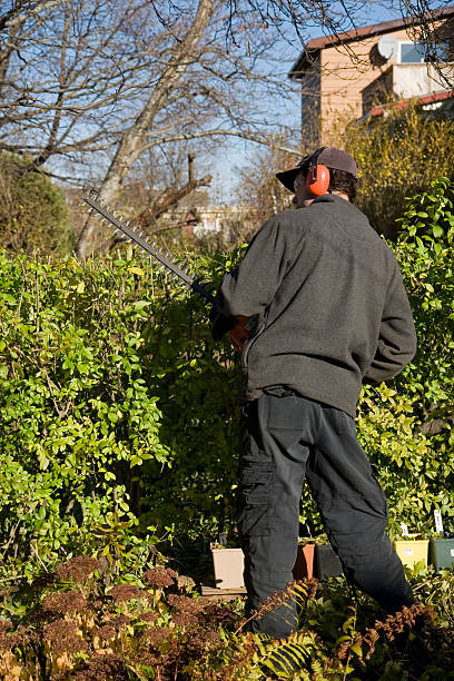 istock Man Trims Hedge Wearing Safety Equipment 182398878