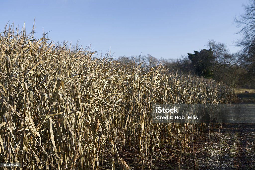 Winter-Mais - Lizenzfrei Abgestorbene Pflanze Stock-Foto