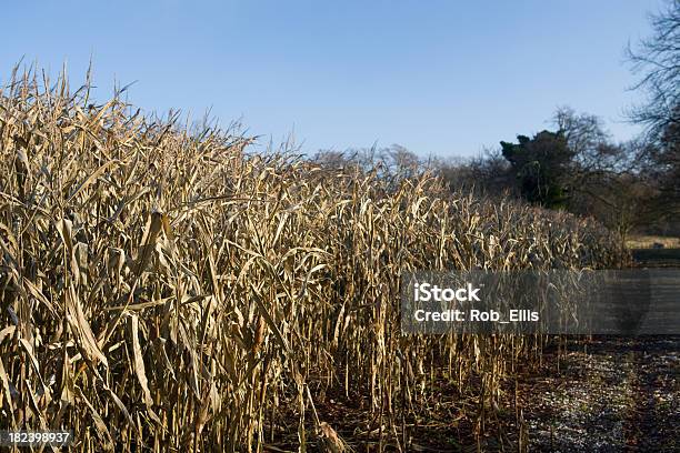 Wintermais Stockfoto und mehr Bilder von Abgestorbene Pflanze - Abgestorbene Pflanze, Ernten, Fotografie