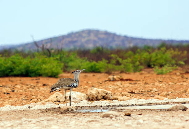 Kori Bustard Bird standing next to a man-made small waterhole with a natural lush vegetation bush background