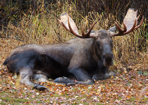 Bull moose from Alaska, resting