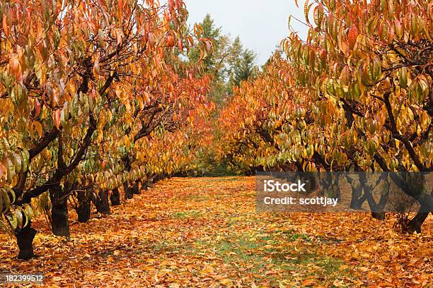 Orchard En Otoño Foto de stock y más banco de imágenes de Eugene - Eugene, Color vibrante, Colorido