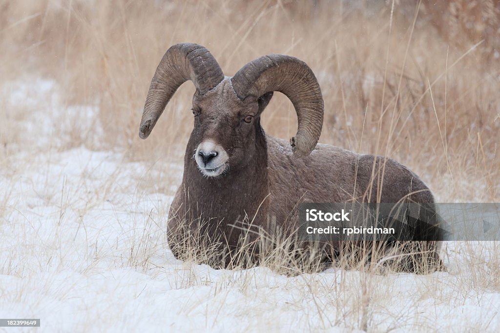 Bighorn Sheep - Lizenzfrei Berg Stock-Foto