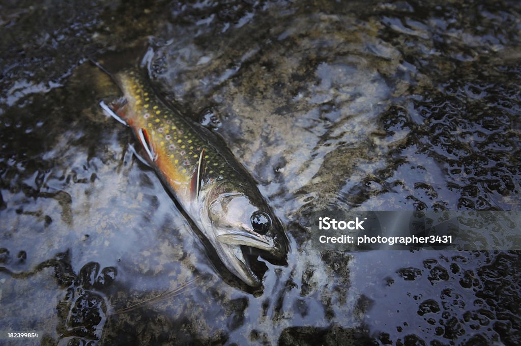 Brook trout in stream "This little brooky came straight out of a mountain stream, and then right back in." Animal Stock Photo