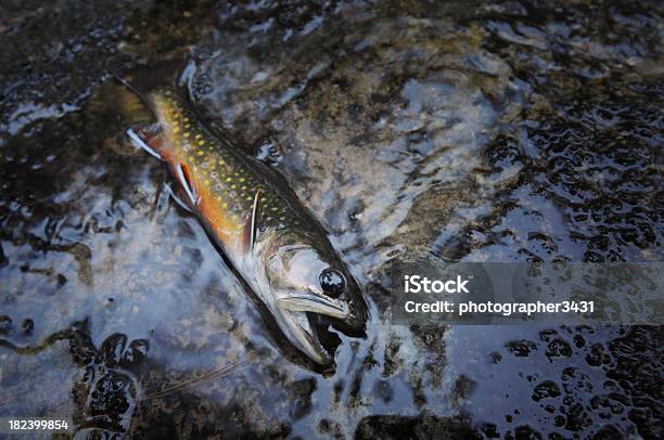 Brook Trout In Stream Stock Photo - Download Image Now - Animal, Animal Fin, Animal Markings