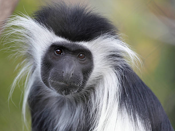 colobo negro y blanco - leaf monkey fotografías e imágenes de stock