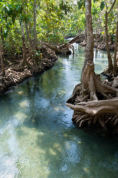 istock Mangrove Forest In Krabi, Thailand 182400078