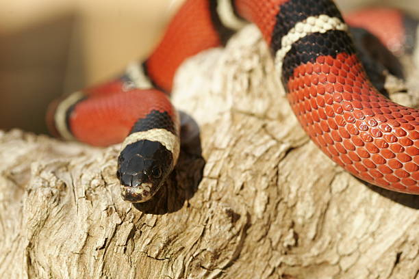 Sinaloan Milk Snake Stock Photos, Pictures & Royalty-Free Images - iStock