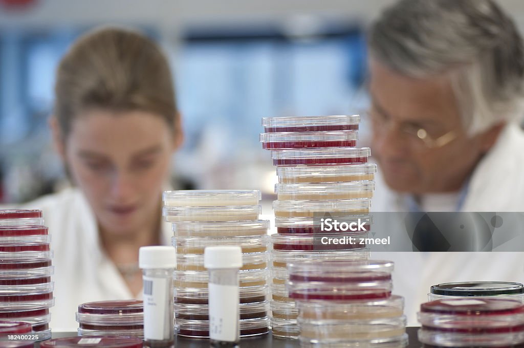 The Microbiology Laboratory Two scientists working in the Microbiology laboratory. Focus is on the petri dishes. Shallow depth of field. Adult Stock Photo