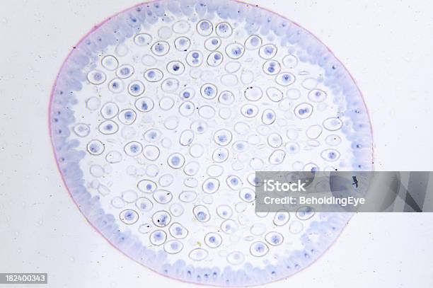 Animal Mitosis Ascaris Huevo Foto de stock y más banco de imágenes de Huevo - Etapa de animal - Huevo - Etapa de animal, Industria, Micrografía científica