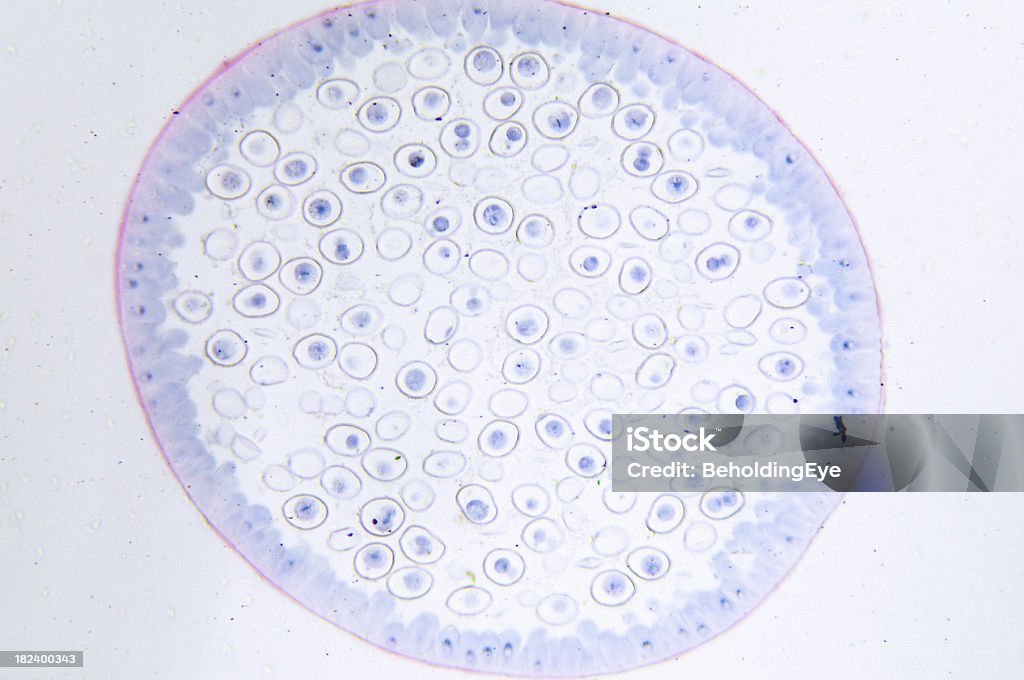 Mitosis Ascaris Ovo de Animal - Foto de stock de Indústria royalty-free