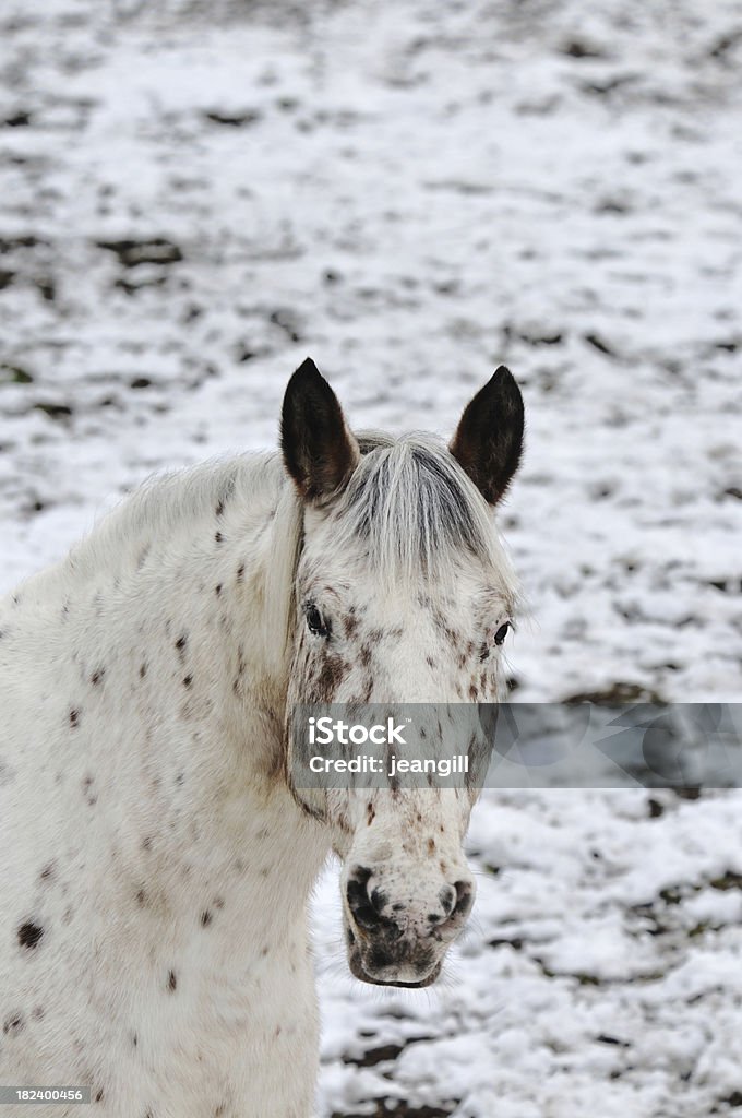 Appaloosa horse against snow "An Appaloosa horse portrait agianst snow background. The Appaloosa is the official State horse of Idaho. Taken in Provence, FranceOther views of the horses" Appaloosa Horse Stock Photo