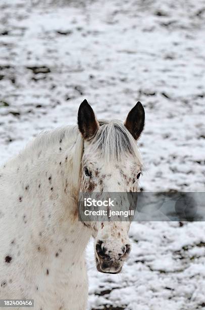 Appaloosa Horse Against Snow Stock Photo - Download Image Now - Appaloosa Horse, Idaho, Animal