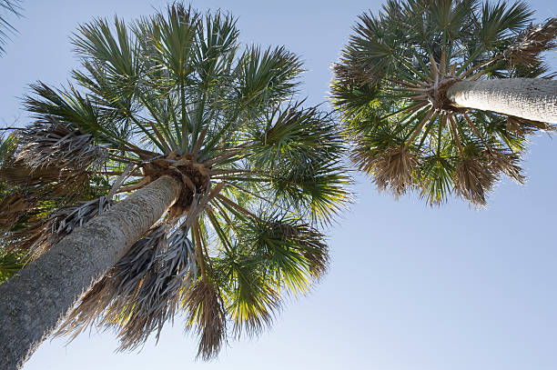 Two Palm Trees stock photo