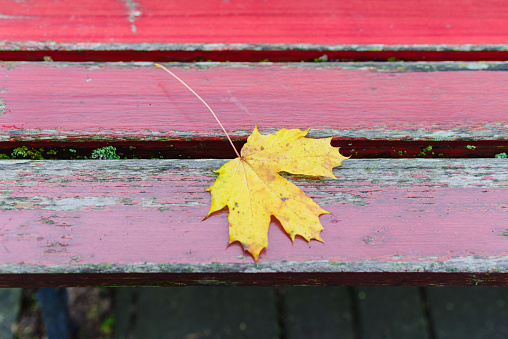 Yellow maple leaf on a wooden bench. Autumn concept.Top view.