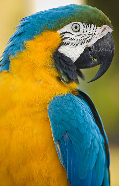 istock Close up of a Blue and yellow Macaw! 182400594