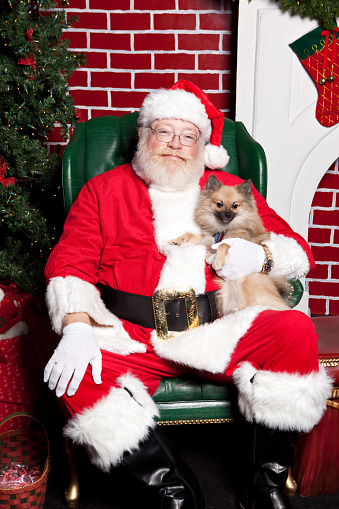 A Chihuahua sitting on Santa's lap. Please view all images of santa