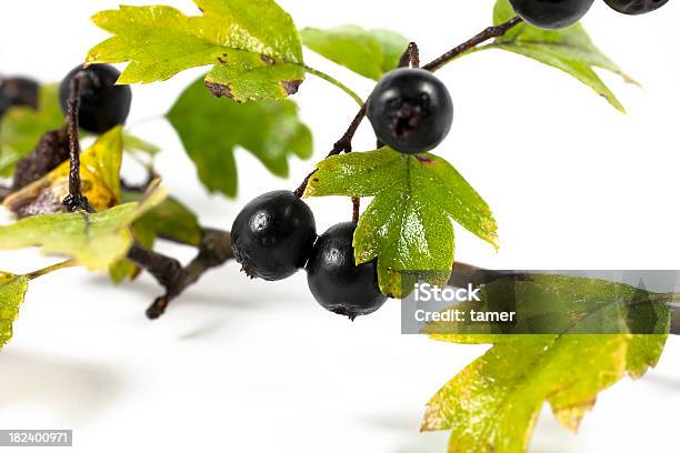 Photo libre de droit de Crataegus Pentagyna À Hawthorn banque d'images et plus d'images libres de droit de Aubépine - Plante - Aubépine - Plante, Couleur noire, Fruit rouge