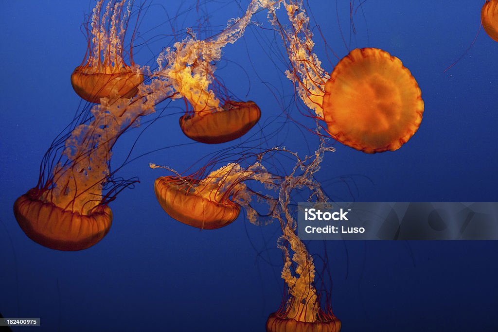 Jellyfish Jellyfish in aquarium  (high ISO) Animal Stock Photo