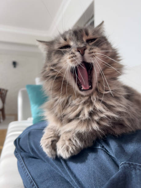 istock tabby cat yawning on the couch in living room 1824012193