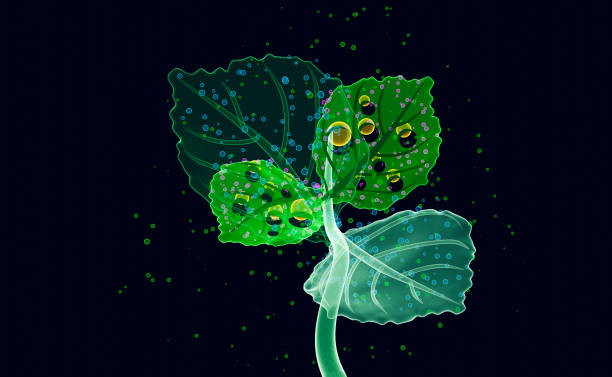 Photosynthesis and CO2, Oxygen molecules in skeleton leaves