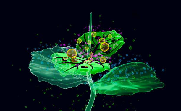 istock Photosynthesis and CO2, Oxygen molecules in skeleton leaves 1824015407