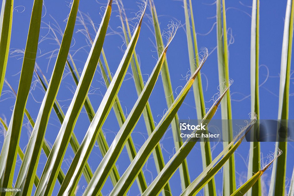 Criss Cross fronde di palme - Foto stock royalty-free di Albero