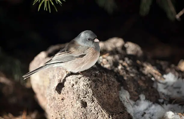 "A tiny female Oregon dark eyed junco perches for a moment on a rock before foraging under a spruce tree just outside just Roxborough State Park, Colorado."