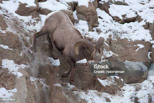 Muflão Do Canadá - Fotografias de stock e mais imagens de Animal - Animal, Animal macho, Animal selvagem