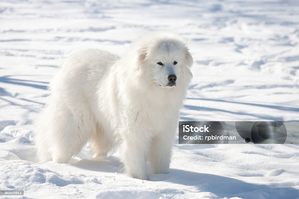 Great Pyrenees Great pyrenees in winter Pyrenean Mountain Dog Stock Photo