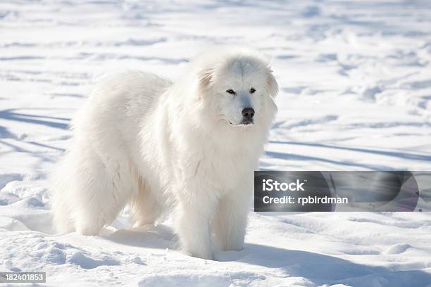 Great Pyrenees Stock Photo - Download Image Now - Pyrenean Mountain Dog, Dog, Snow
