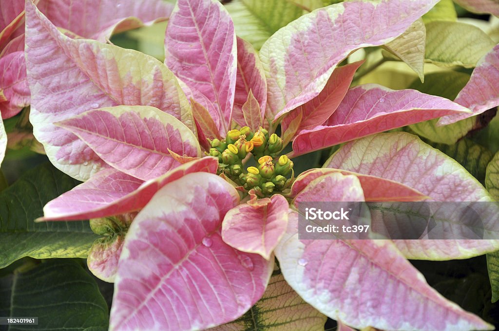 Pink Pattern X'mas Flower Celebration Event Stock Photo