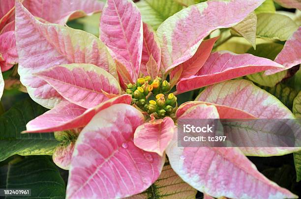 Pink Pattern Xmas Flower Stock Photo - Download Image Now - Celebration Event, Close-up, Flower