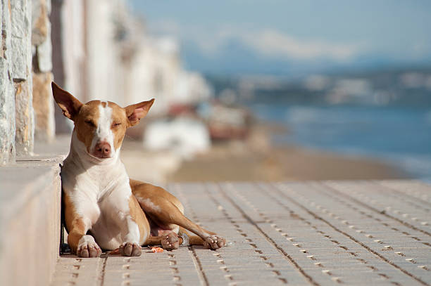 Stray dog enjoys winter sunshine beside beach stock photo