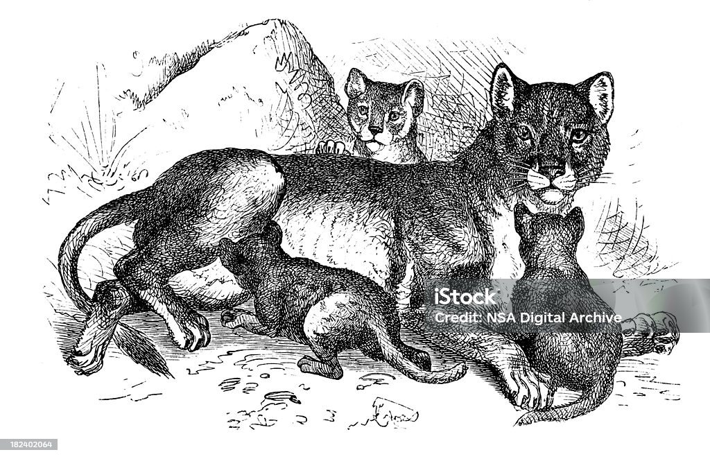 Львица/античный животных иллюстраций - Стоковые иллюстрации XIX век роялти-фри
