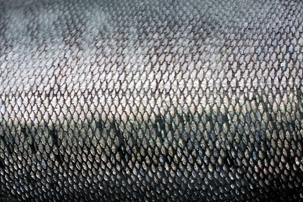 Coho Salmon Macro stock photo