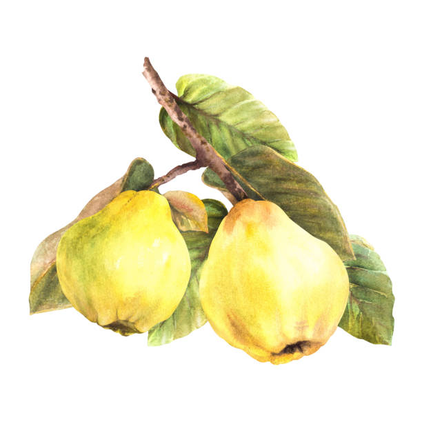 Hand painted watercolor illustration. Yellow ripe quince fruits, leaves hanging on a branch Isolated Hand painted watercolor yellow quince whole fruits with leaves hanging on a branch, trees. Clipart illustration for your sticker, logo, food or drink label print design. Isolated on white background. cydonia stock illustrations