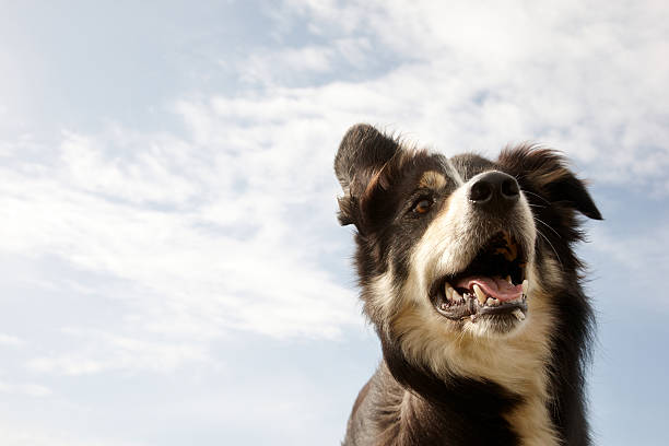 istock Border collie close up sky background 182402214