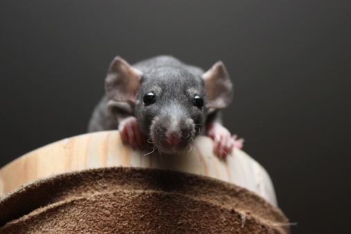 Fancy mouse. Coconut house for pets. Close-up black and white mouse in a house with straw on a white background with