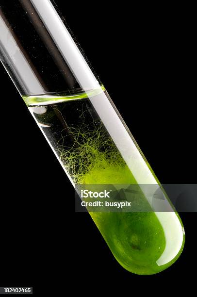 Alga Tubo De Ensaio - Fotografias de stock e mais imagens de Clorofila - Clorofila, Copo de laboratório, Experiência científica