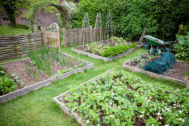 istock Organic Vegetable Garden 182402619
