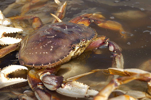 istock Close-up of Live Crabs in Shipping Container 182402659