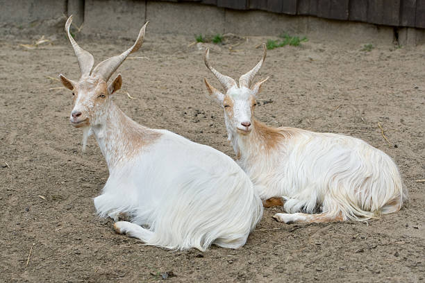 istock Two Girgentana Goats 182402701