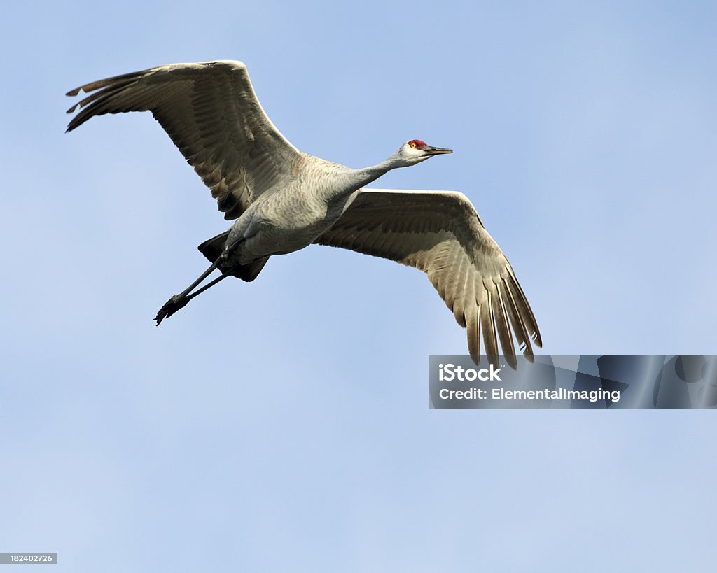 Grulla canadiense (Grus canadensis) en vuelo por encima de las marismas - Foto de stock de Aire libre libre de derechos