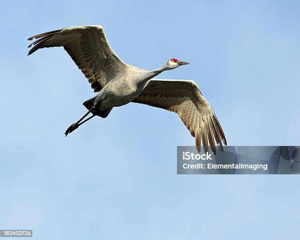 Grulla Canadiense En Vuelo Por Encima De Las Marismas Foto de stock y más banco de imágenes de Aire libre