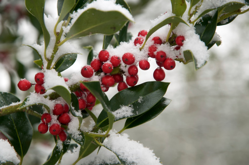 A holly branch with green leaves and many red holly berries are covered with a layer of fresh powder snow.  Similar photo: